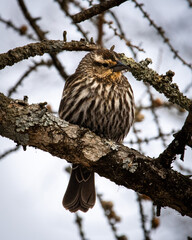 female red-winged blackbird perched on a tree branch