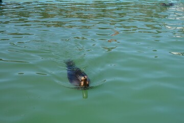 Relaxed sea otter swimming on its back in turquoise water on a sunny day. Perfect nature and...