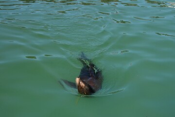 Relaxed sea otter swimming on its back in turquoise water on a sunny day. Perfect nature and...