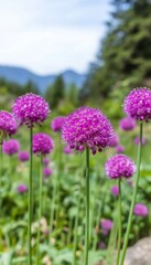 Obraz premium Vibrant Allium Blooms in Garden Spectacle with Spherical Flower Heads Creating Scenic Floral Display