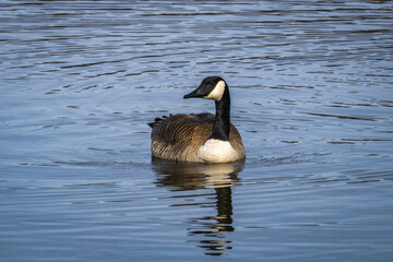 Obraz premium canada goose swimming