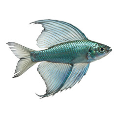 Fototapeta premium Light-colored betta fish swimming gracefully, isolated on white background for aquatic pet themes