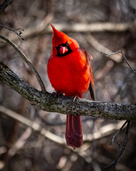 red northern cardinal on a branch with head tilted