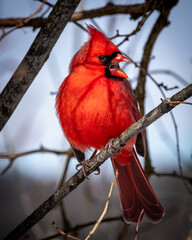red nothern cardinal on a tree branch chirping