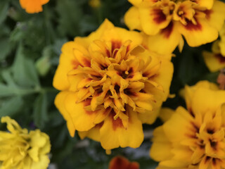 4月のマリーゴールドの花 2025/4/29