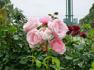 ピンクの薔薇束