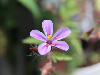 Fototapeta premium 4月のヒメフウロの花 2025/4/29