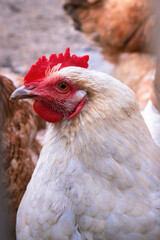  Portrait of a white chicken with a bright red comb, standing near other hens in a farmyard.