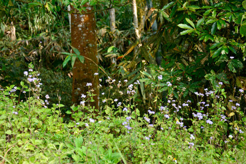 Purple Wildflowers Blooming in a Lush Green Forest: An image showcasing small purple flowers in abundance within a vibrant green forest environment.