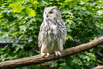 A West Siberian Great Horned Owl sits on a branch in the forest. A large white owl in nature.