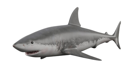 shark on white background