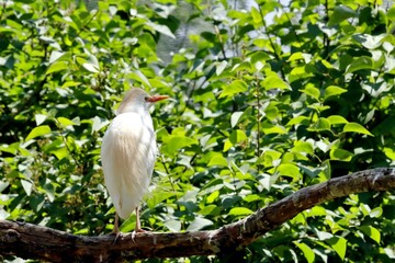 oiseau