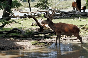 cerf