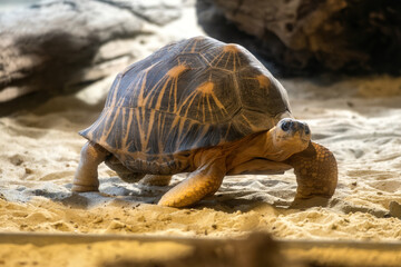 A loggerhead turtle walks on a sandy beach.