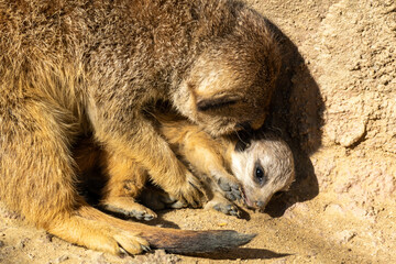 A baby meerkat lies on the ground under a rock, hidden by its mother.