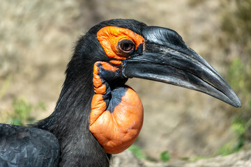 Exotic bird, Cape Hornbill. Close-up of the head with a large black beak.