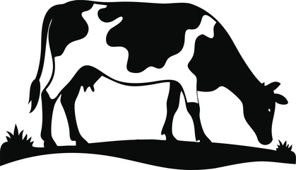 Black and white cow grazing in a field isolated on white background