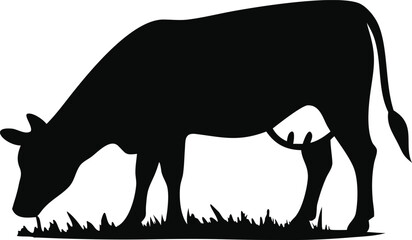 Cow silhouette grazes on grass isolated on white background