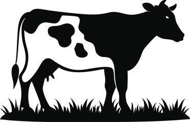 Black and white cow standing in grass isolated on white background