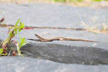 Common wall lizard on slate stone, Podarcis muralis , reptile living in Northern Europe and North America, wildlife moselle valley 