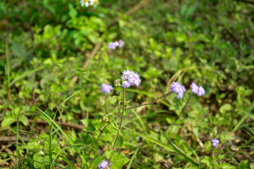 Light Purple Blooms in a Green Setting: An image focusing on the delicate light purple flowers contrasting with the surrounding green vegetation.