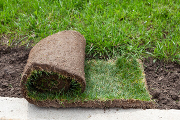 Fresh turf rolls for park lawn restoration. Grass carpet ready for installation. Rolled lawn or sod...