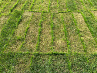 Rolled lawn or Sod turf. Lawn mosaic: how rolled lawn is destroyed and reborn. Pattern of yellowed...