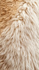 Fototapeta premium Natural farm animal photography, close-up of a cow s gentle eyes