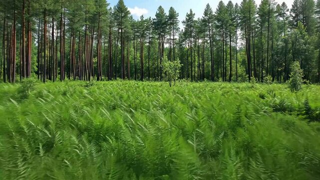 Lush fern plants thriving in a serene pine forest in Balt under clear skies, Beautiful fern plants in pine forest nature in Baltic region in Poland in warm summer day