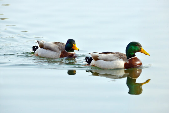 A pair of mallards swim on a lake of Fimon