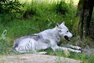 loup