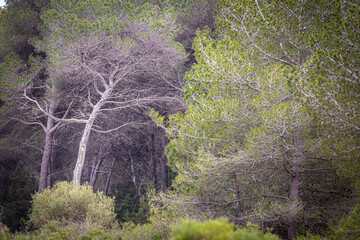 a weathered pine tree framed in a young pine forest