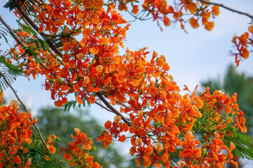 Summer red Delonix regia flowers in Thailand. Delonix regia flower (another names is Royal Poinciana, Flamboyant Tree, Flame Tree, Peacock Flower, Gulmohar) in bloom. Natural and plant concept.
