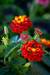 red and yellow lantana flowers