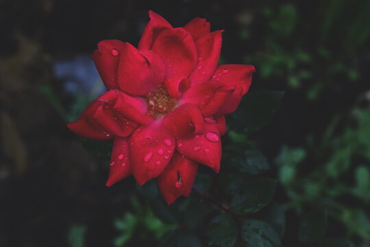 red rose with darkened background