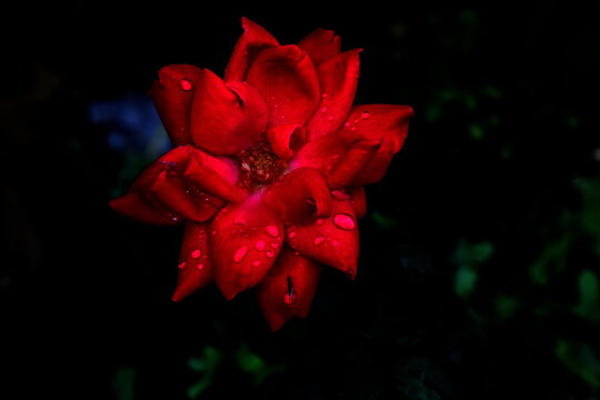 Red rose with dark background