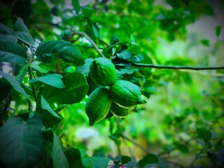 close up of green leaves