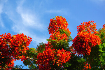 Summer red Delonix regia flowers in Thailand. Delonix regia flower (another names is Royal Poinciana, Flamboyant Tree, Flame Tree, Peacock Flower, Gulmohar) in bloom. Natural and plant concept.