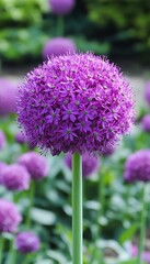 Fototapeta premium Allium Giganteum s Spherical Splendor A Stunning Display of Nature s Regal Purple Blooms in Detail