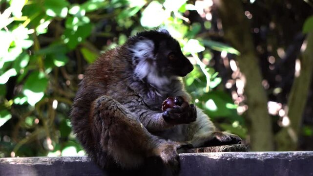 Black lemur (Eulemur macaco)