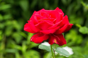 Luxurious red roses in garden flower bed