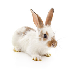 Obraz premium One white rabbit.