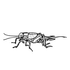 minimalist cricket insect vector illustration