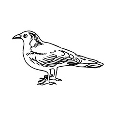 simple hand-drawn bird illustration