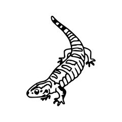 salamander or newt hand-drawn vector