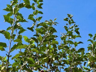 Aplee tree with blue sky background.