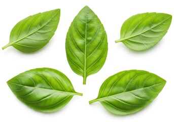 Obraz premium Fresh basil leaves, arranged on a white surface, for culinary or herbal uses