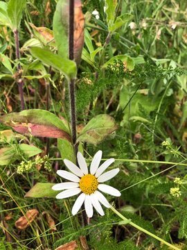 Daisy in the Grass
