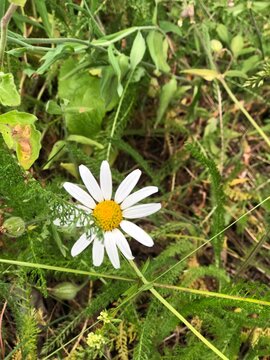 Single White Daisy in Spring Grass