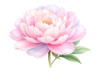 Watercolor-Style Soft Pink Peony Blossom with Gentle Gradient, Transparent PNG